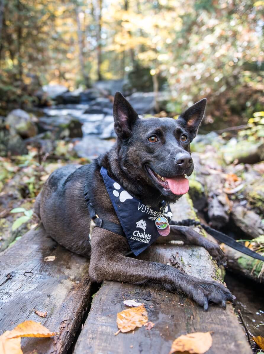 Bienvenue aux chiens chez Chalets Lanaudière